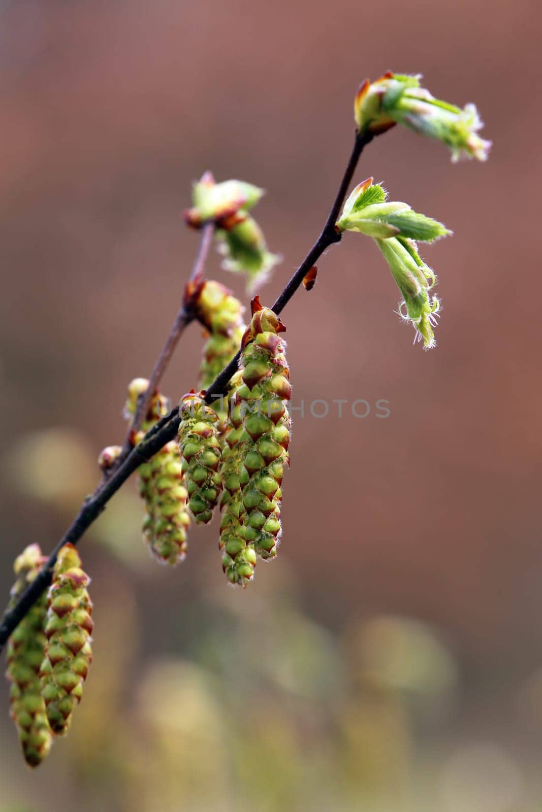 Female flower kittens of hornbeam Carpinus betulus
