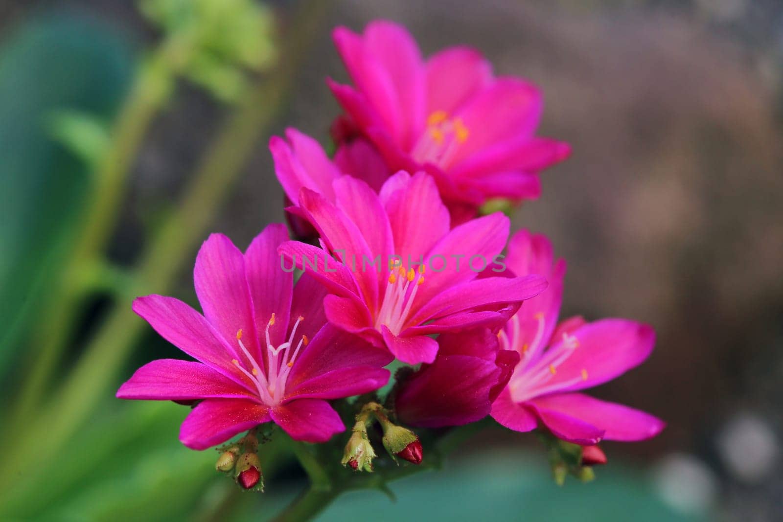 Porcelain floret Lewisia cotyledon in pink