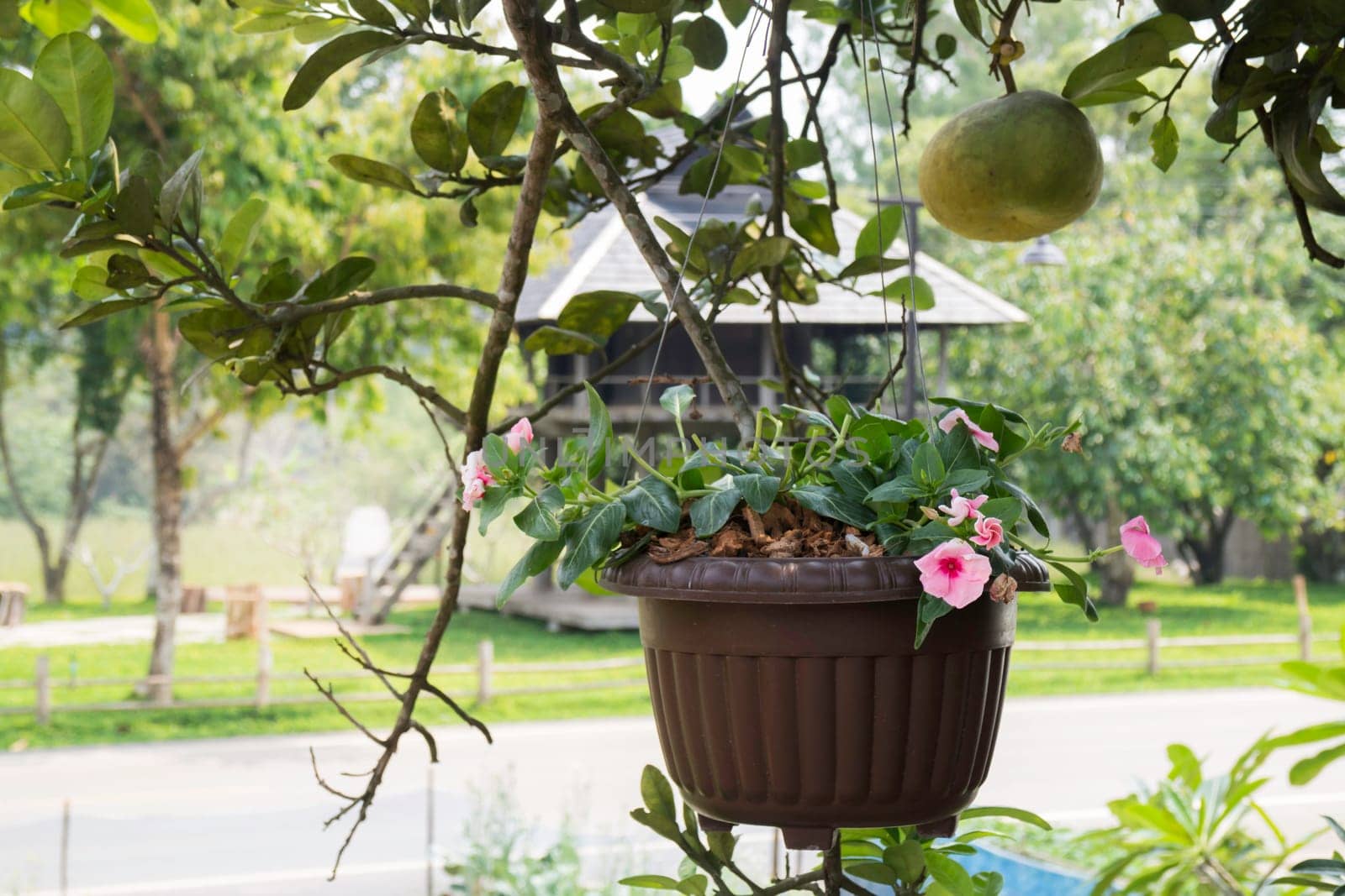 Mini colorful flower in hanging basket, stock photo