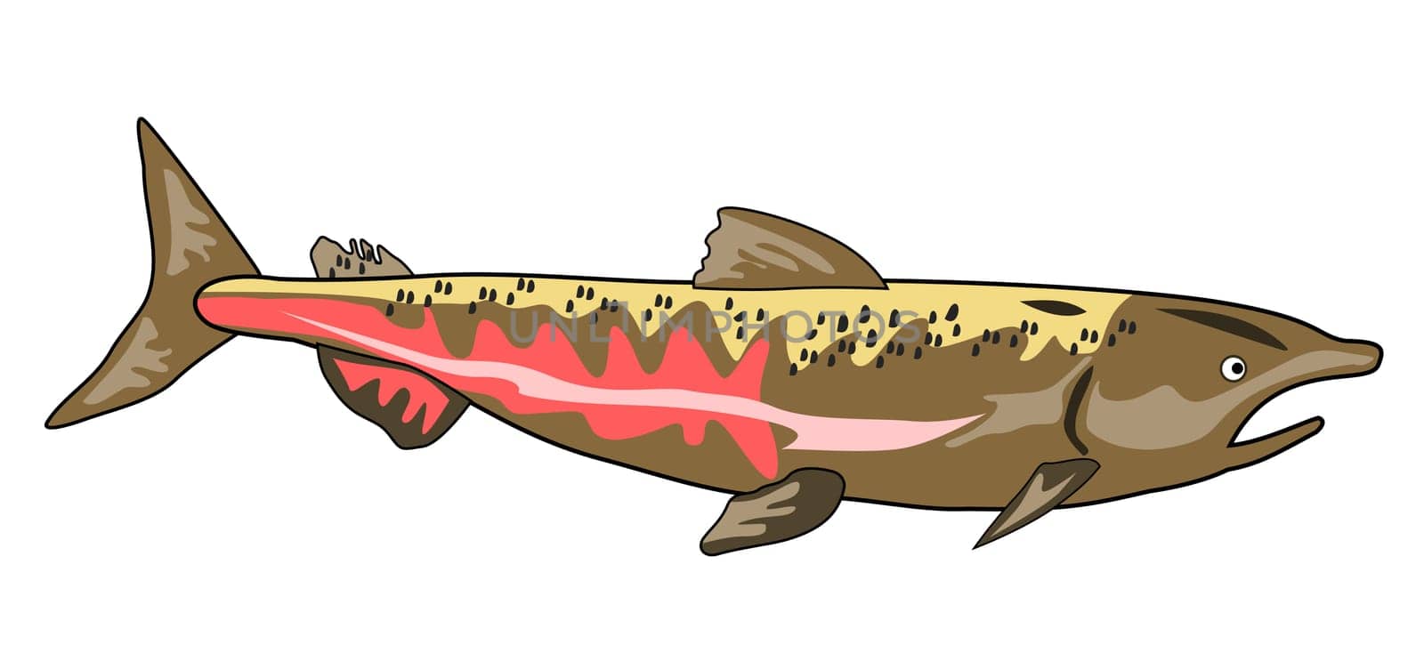 Illustration of a chinook salmon fish isolated on a white background done in retro style.