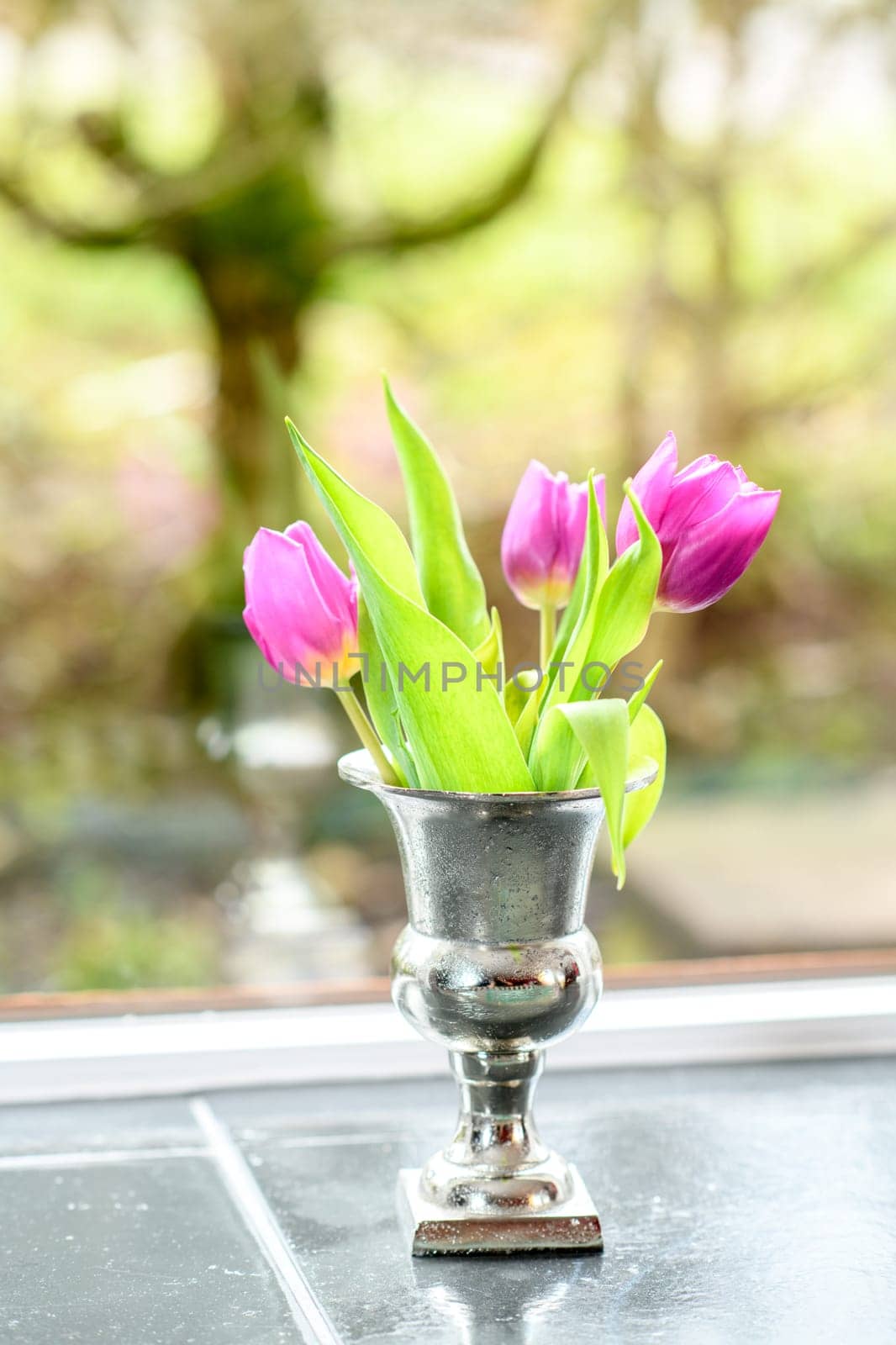 bouquet of violet tulips  in front of window