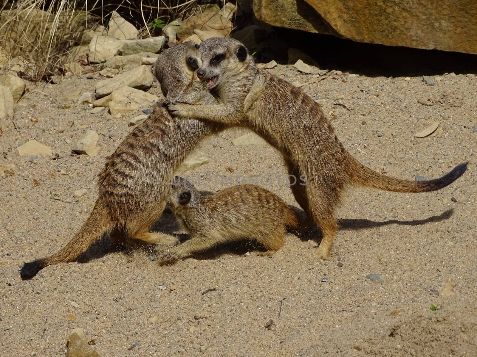 Meerkat