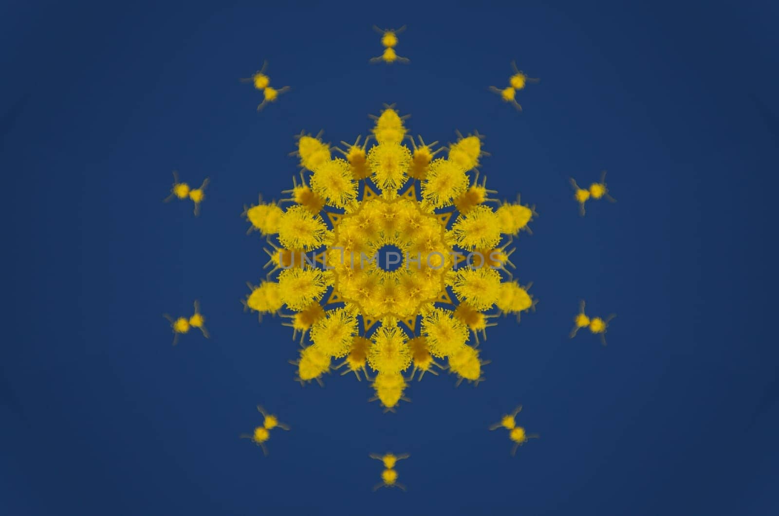 Blossoming yellow mimosa in blue sky