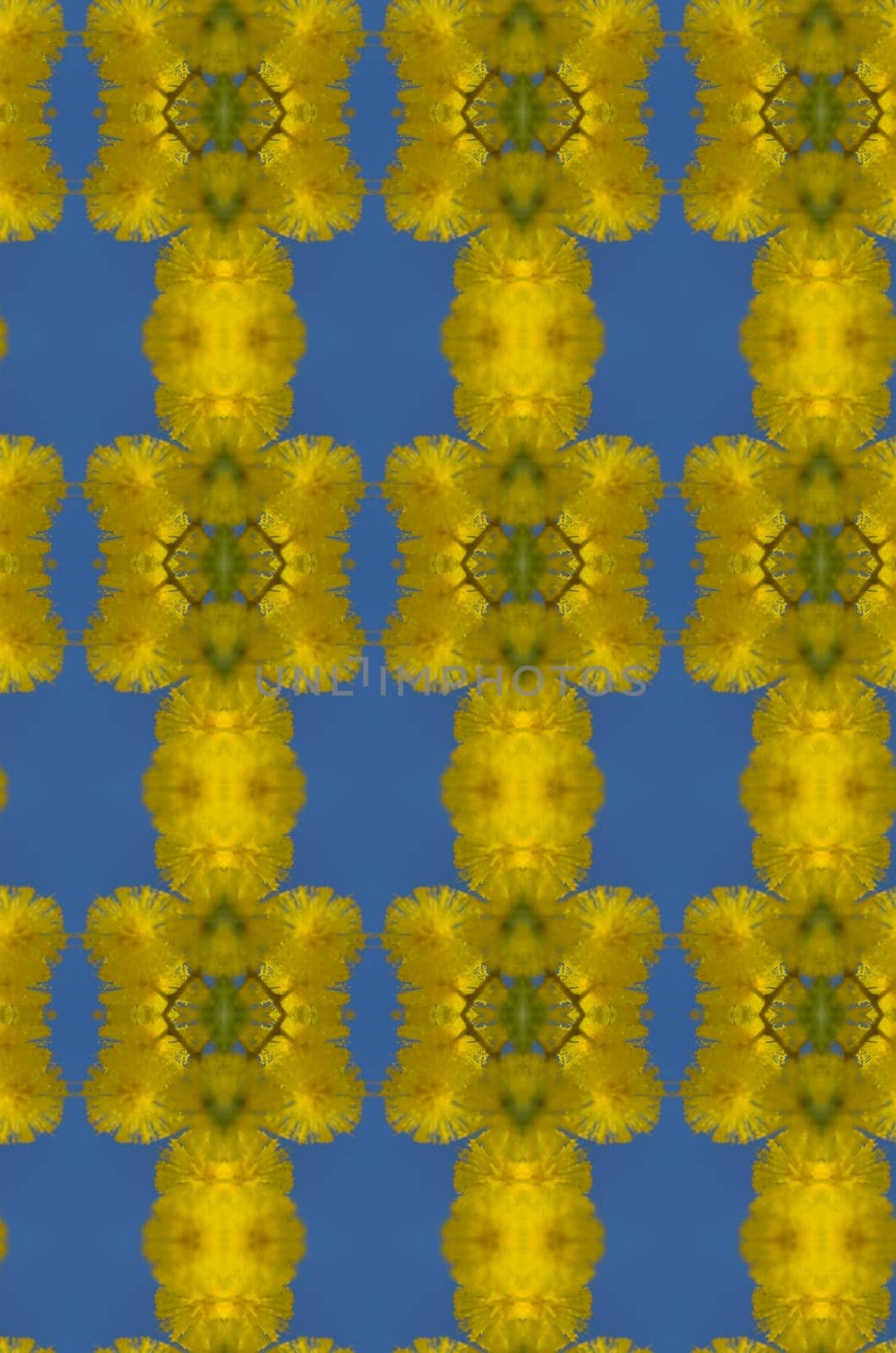 Blossoming yellow mimosa in blue sky
