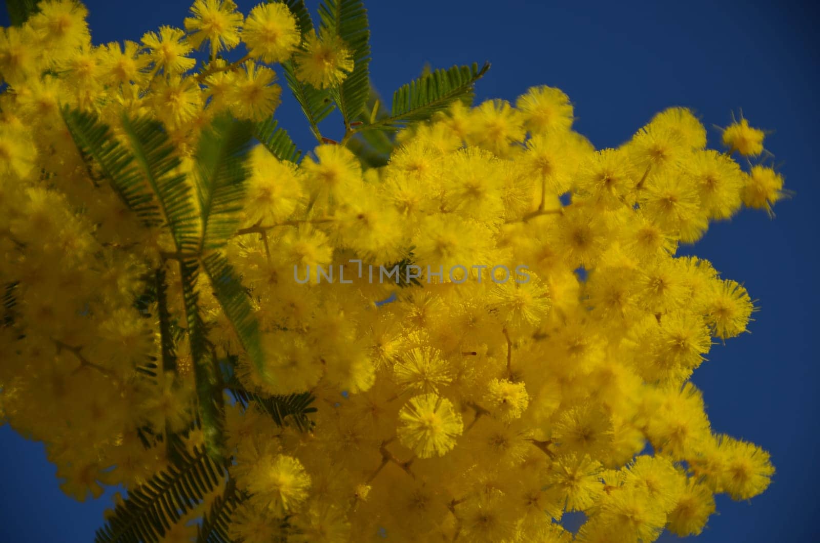 Blossoming yellow mimosa in blue sky