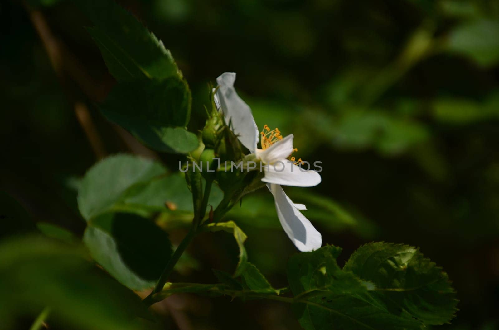 White flower of Iron Wood blooming on tree, Indian rose chestnut tree
