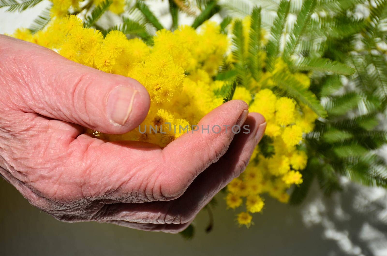 Woman hand hold yellow mimosa flower on white paper background