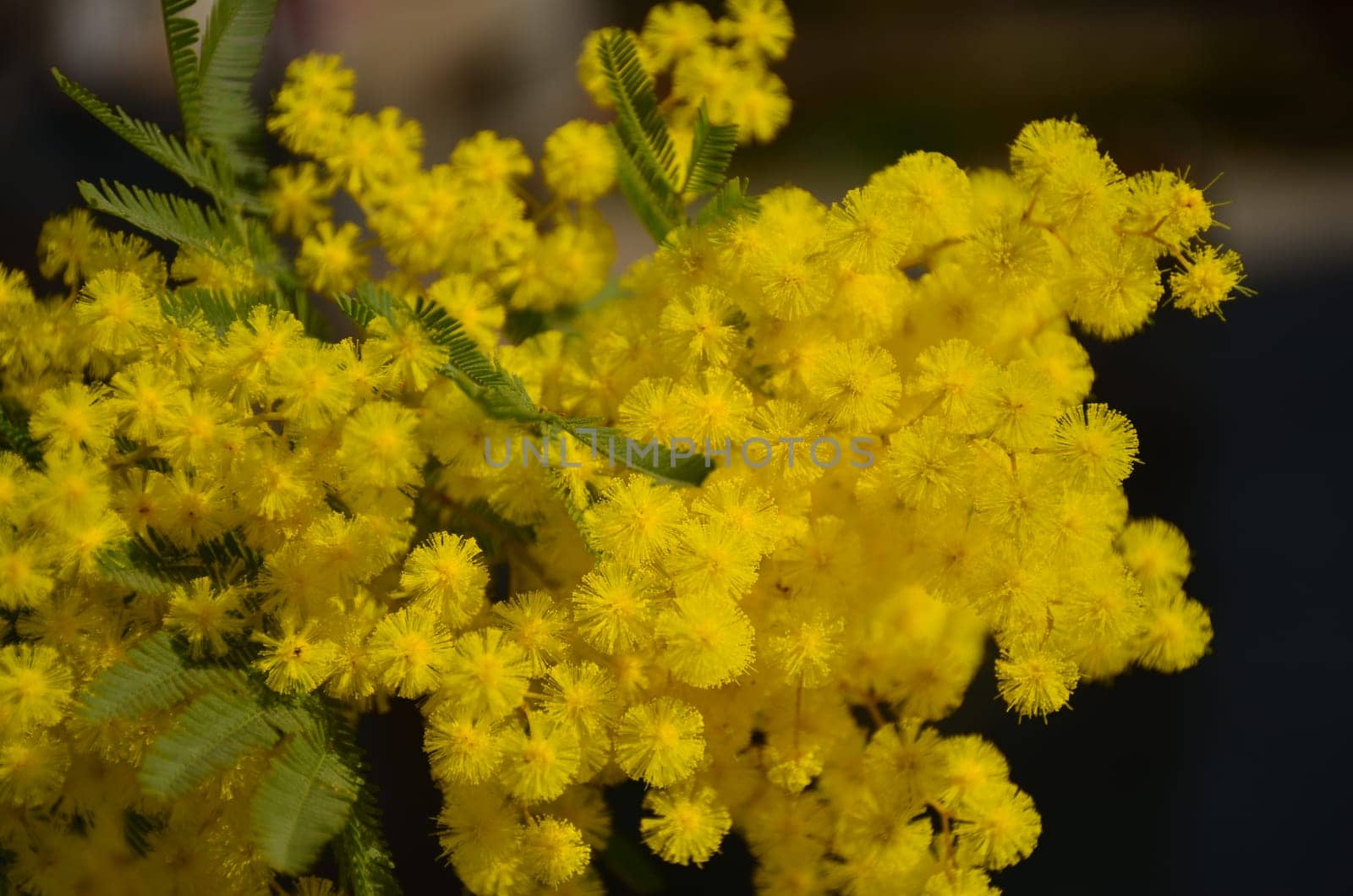 Blossoming yellow mimosa in blue sky
