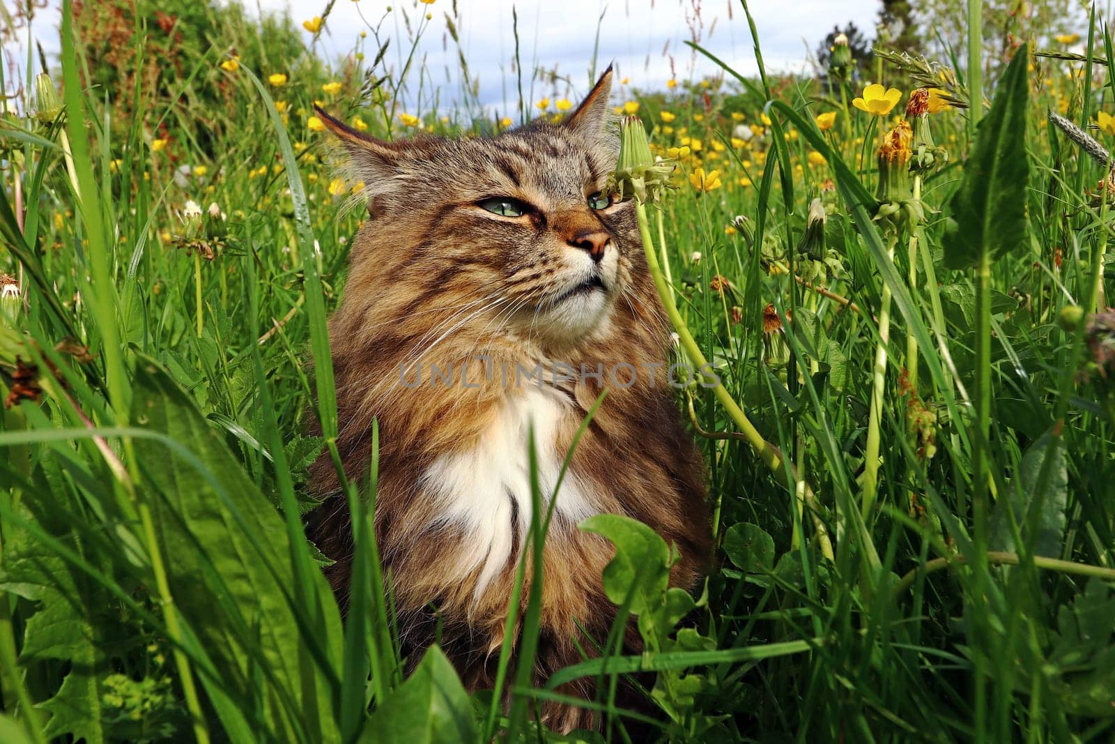 A Norwegian forest cat enjoys the sun in the tall grass