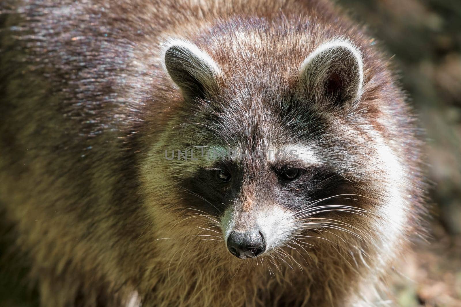 Raccoon (Procyon lotor),portrait,captive