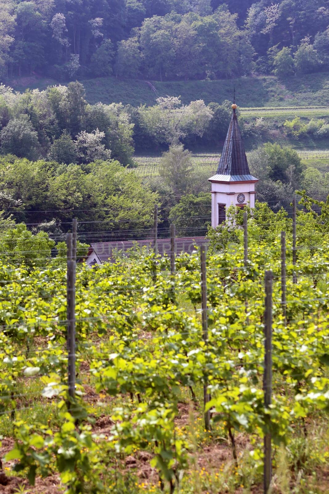 Church tower of Amoltern in the Kaiserstuhl behind Vines