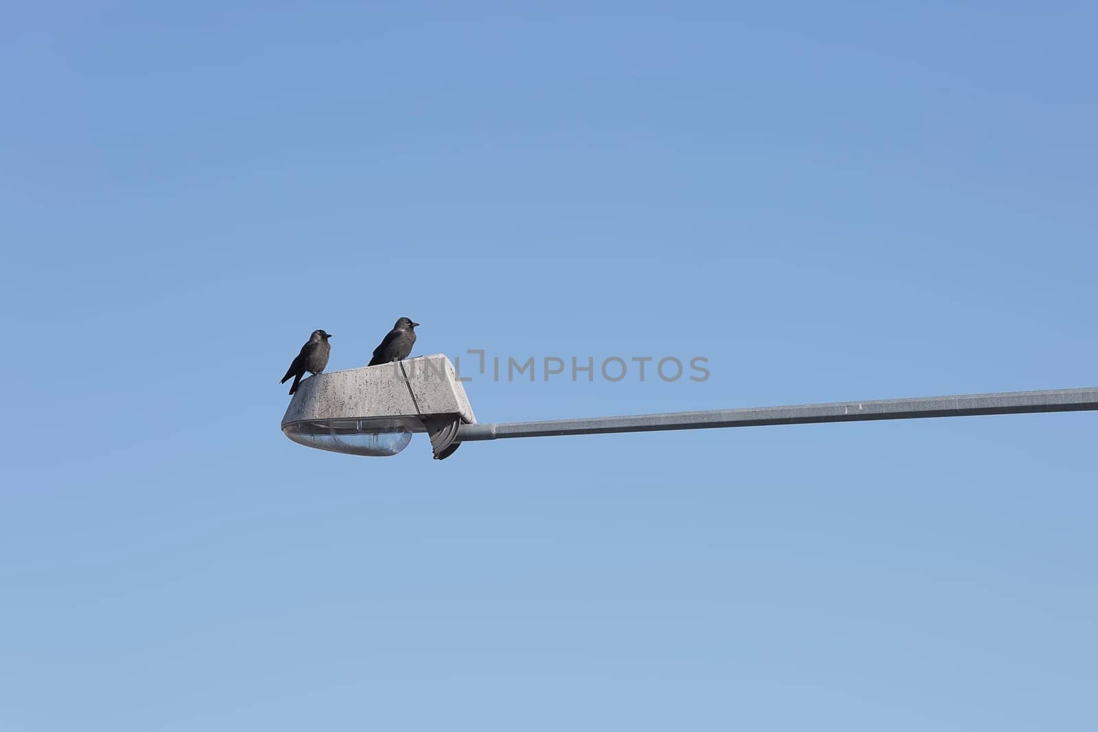 Pair of Western jackdaws on Street Light with a blue sky.