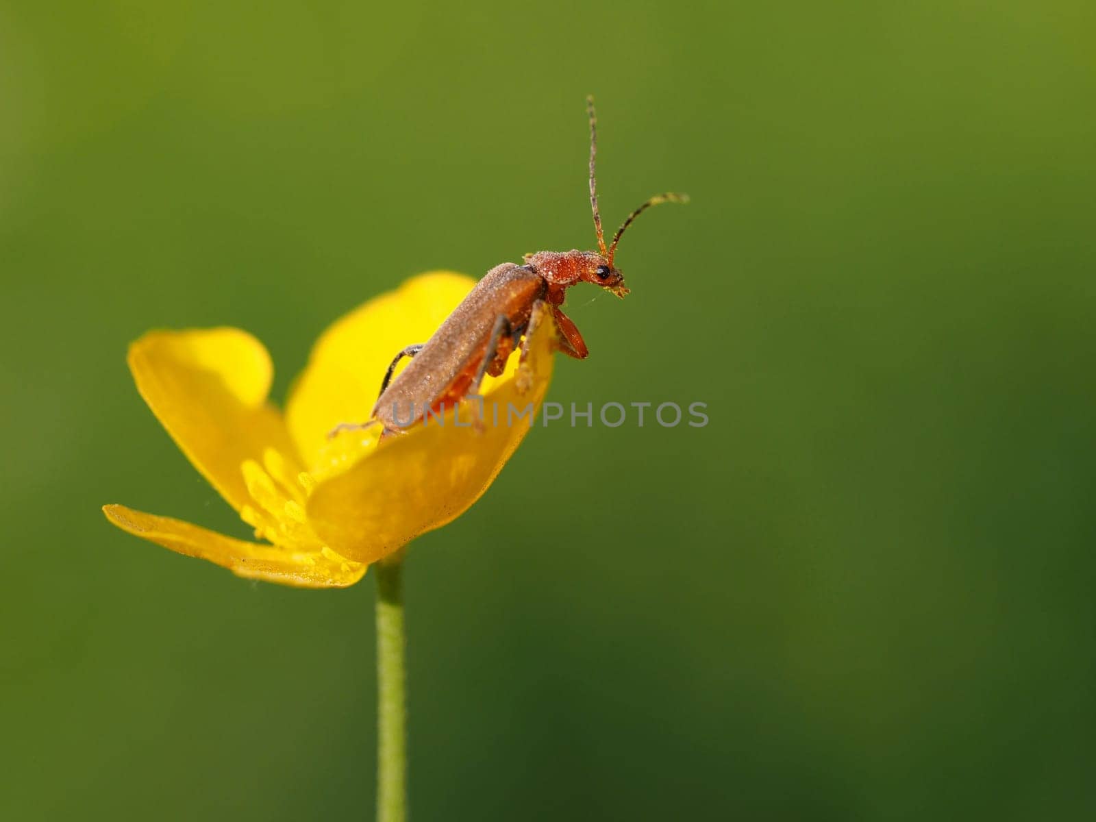 Soft beetle on buttercup blossom