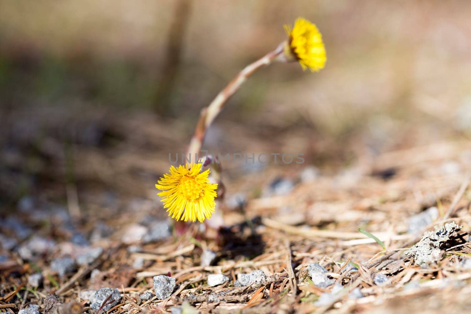 Tussilago farfara Close up macro image.