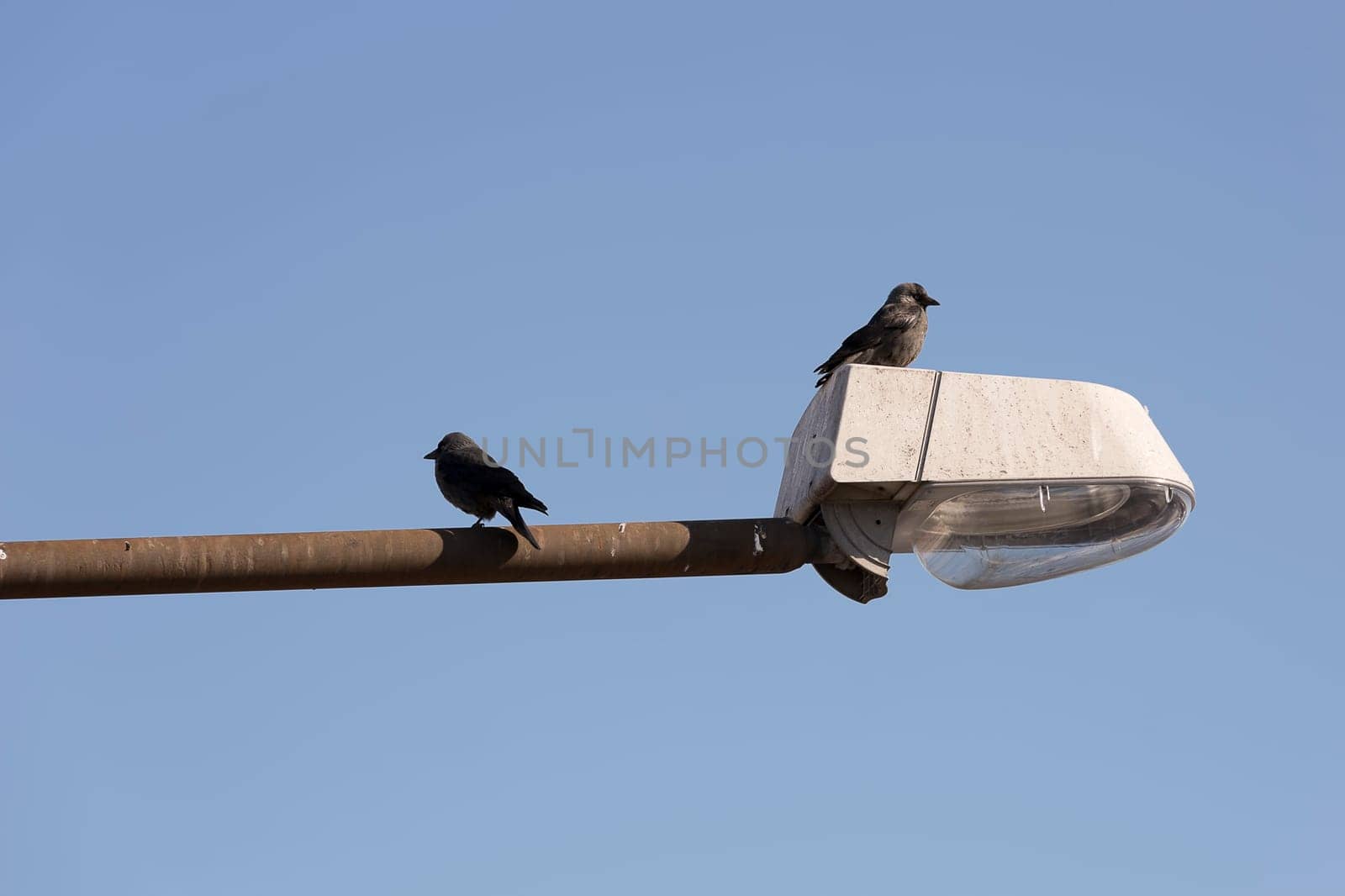 Pair of Western jackdaws on Street Light with a blue sky.