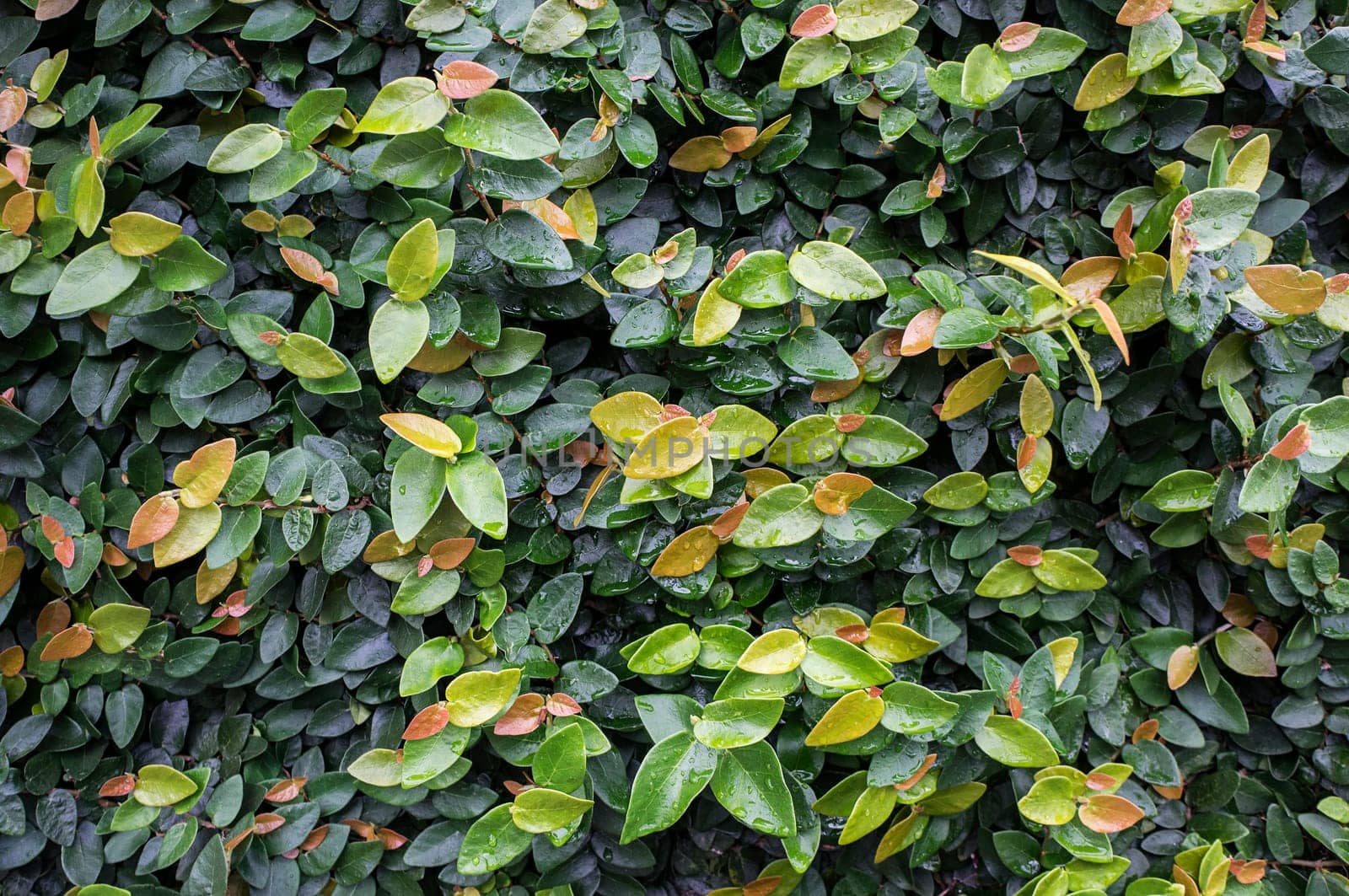 ficus pumila bindwwed wall covered plant close up