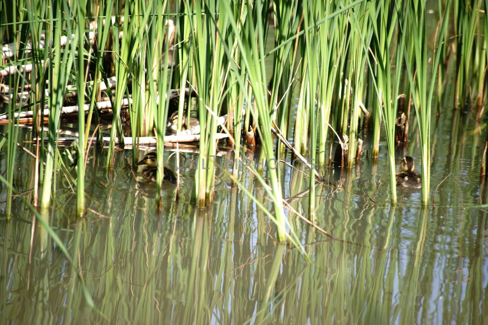 Ducklings swim in a body of water hidden behind reed grasses on the shore.