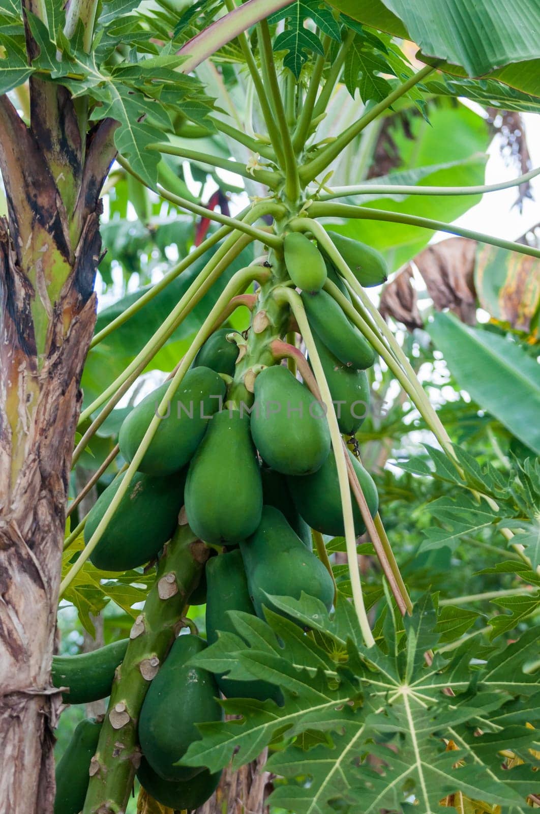 papaya in agricoltural field in dominican republic