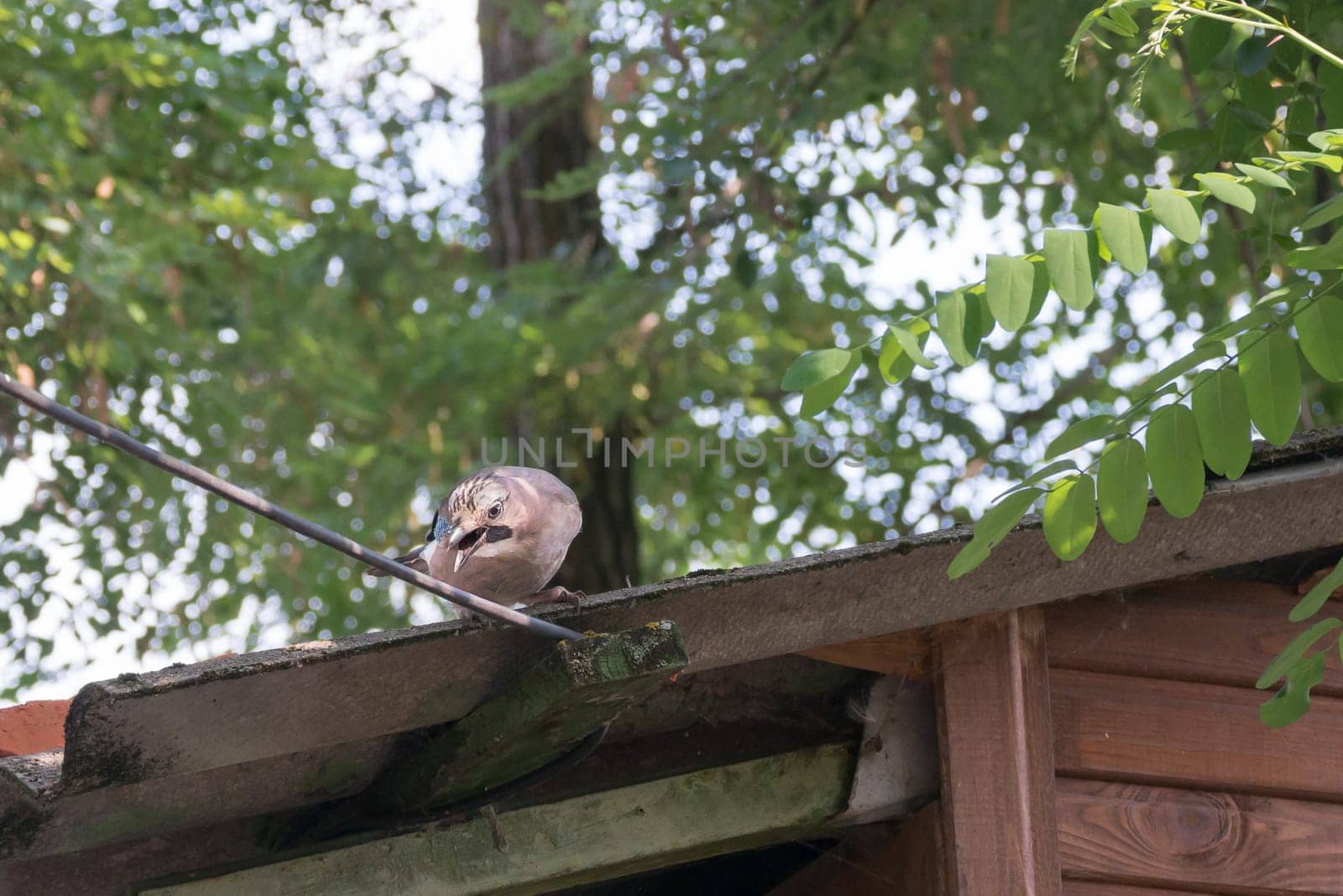 A woodpecker on a roof in a hose forest