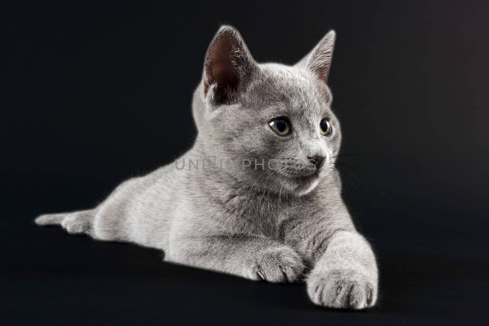 Pedigree Cat Russian Blue (Felis silvestris catus),age 10 weeks