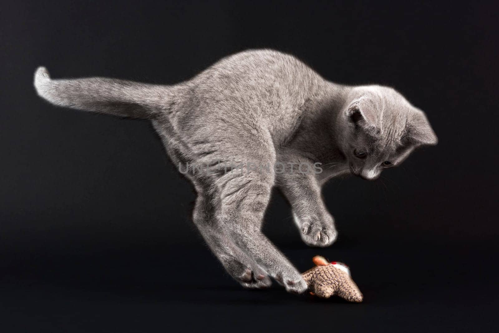 Pedigree Cat Russian Blue (Felis silvestris catus),age 10 weeks