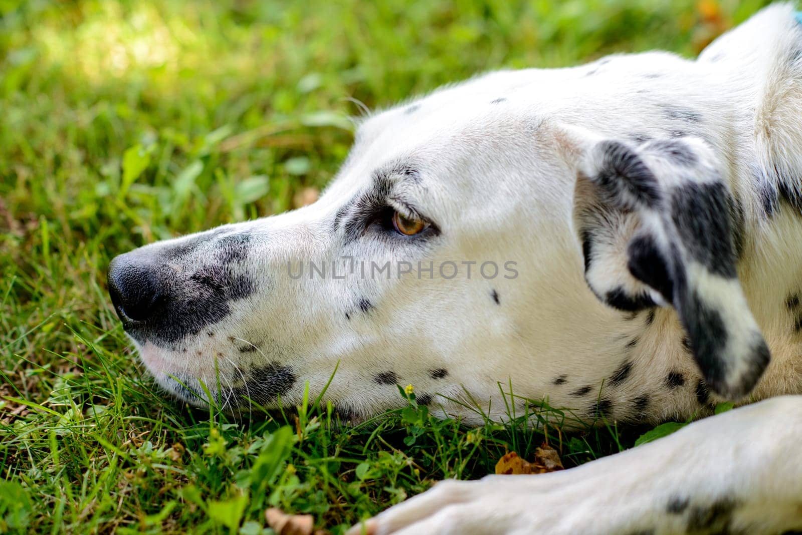young Dalmatian dog in front of nature background
