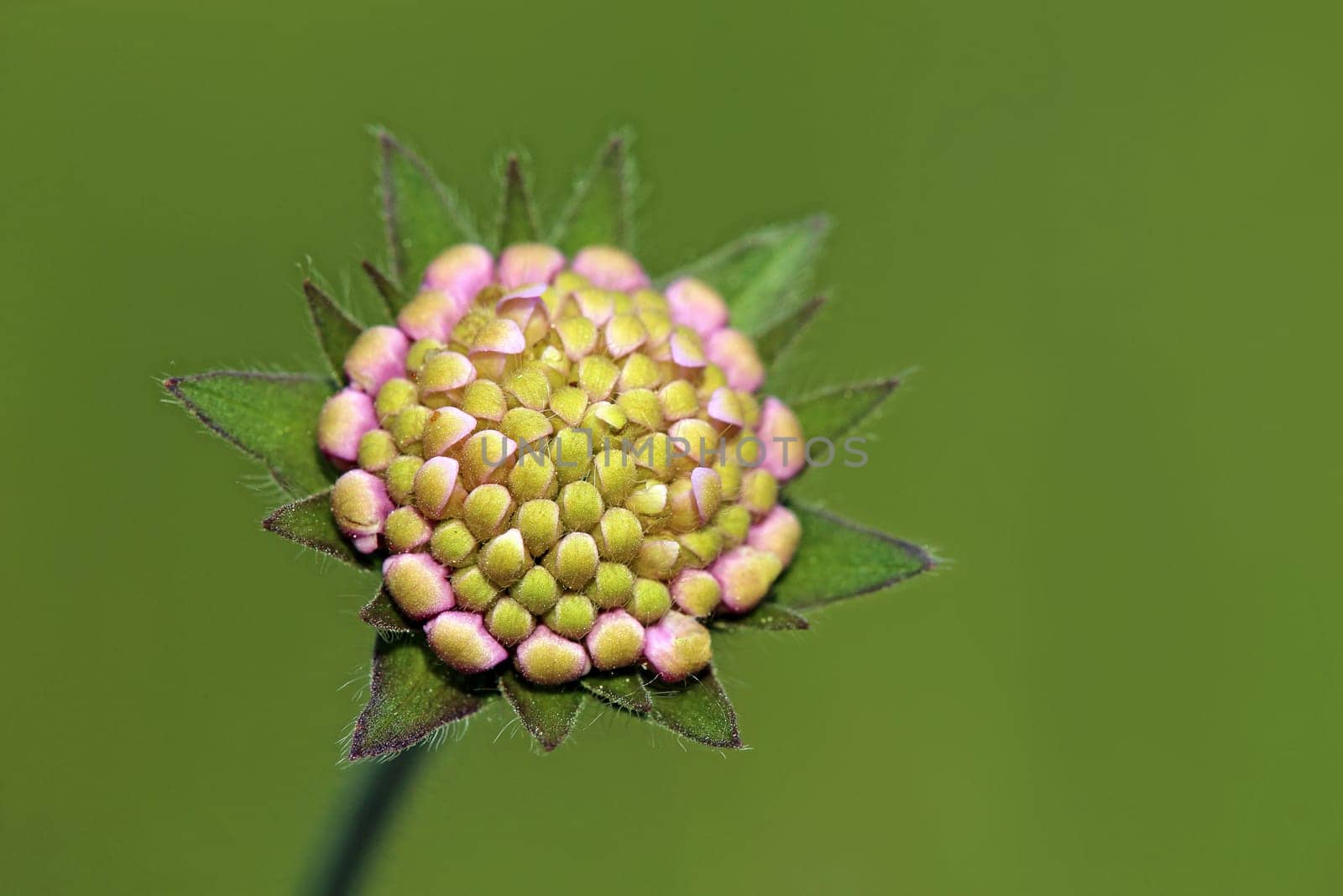 Flower buds in the field widow's flower Knautia arvensis