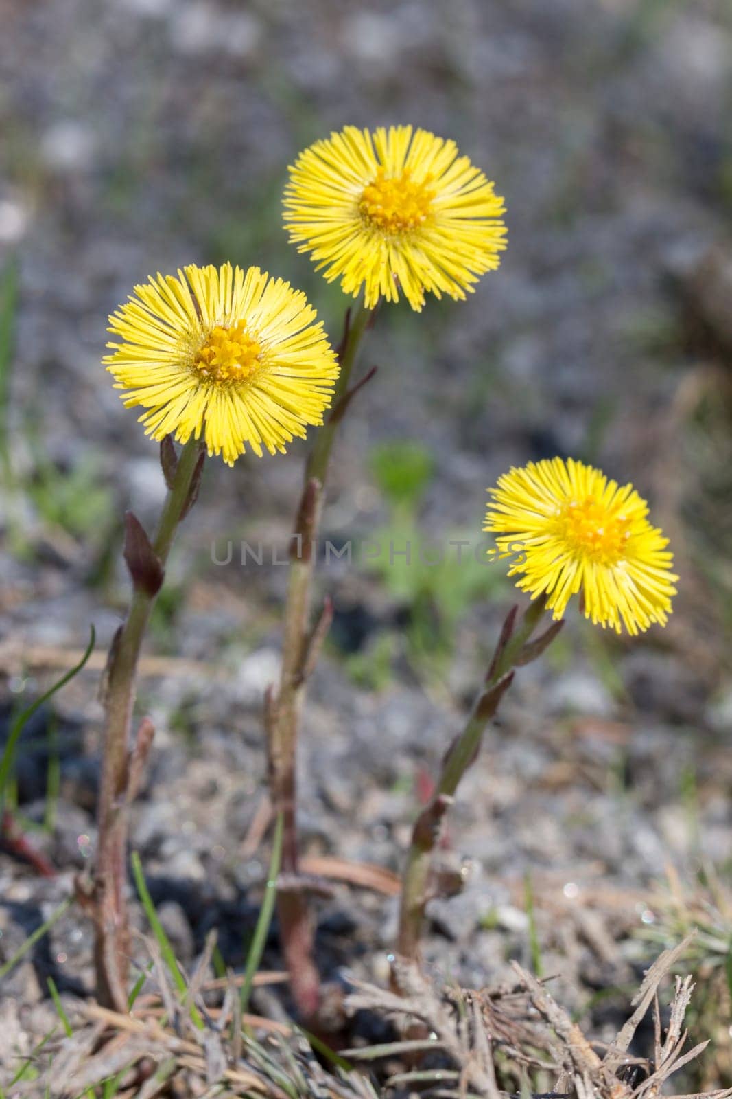 Tussilago farfara Close up .