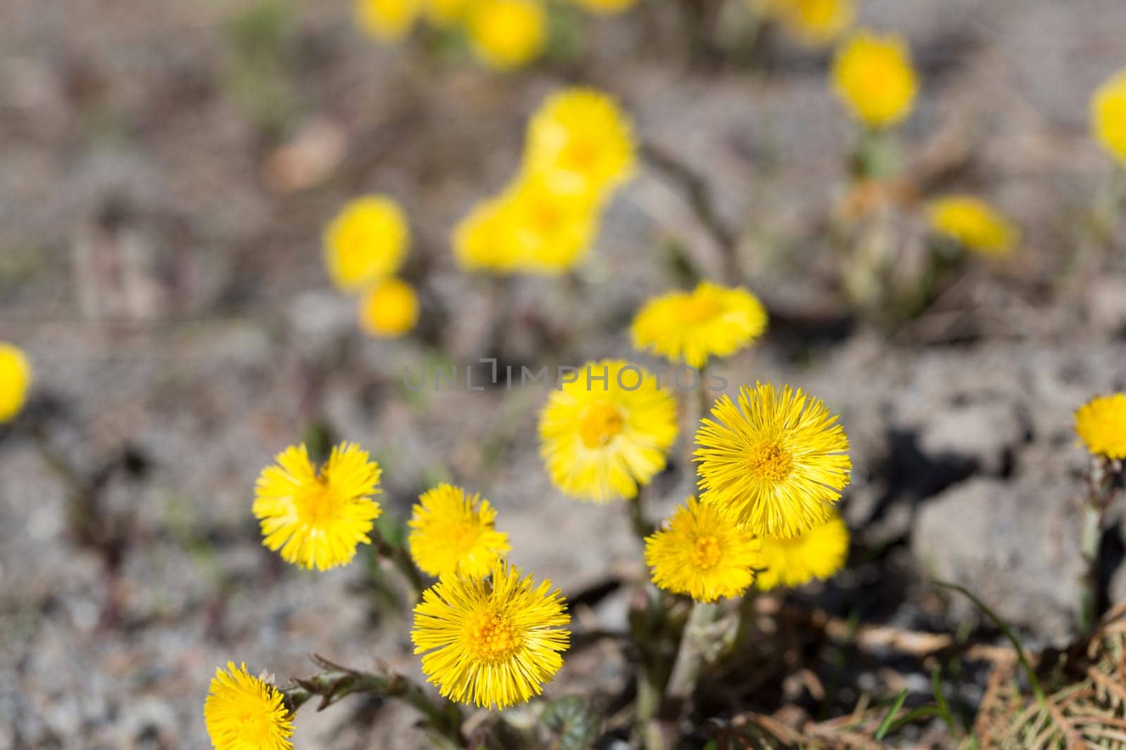 Tussilago farfara Close up .