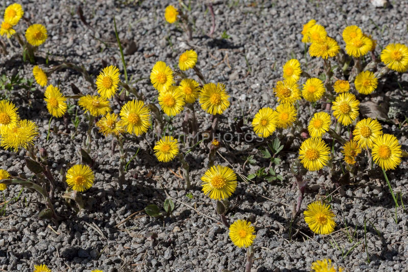 Tussilago farfara Close up .