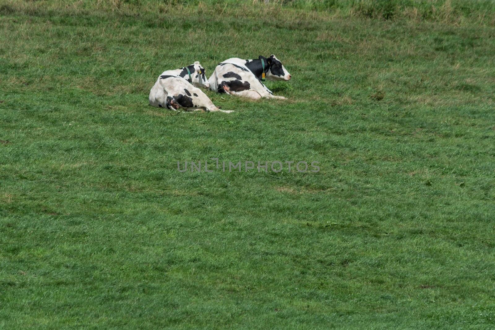 Cows of a dairy grazing on fields of a farm.