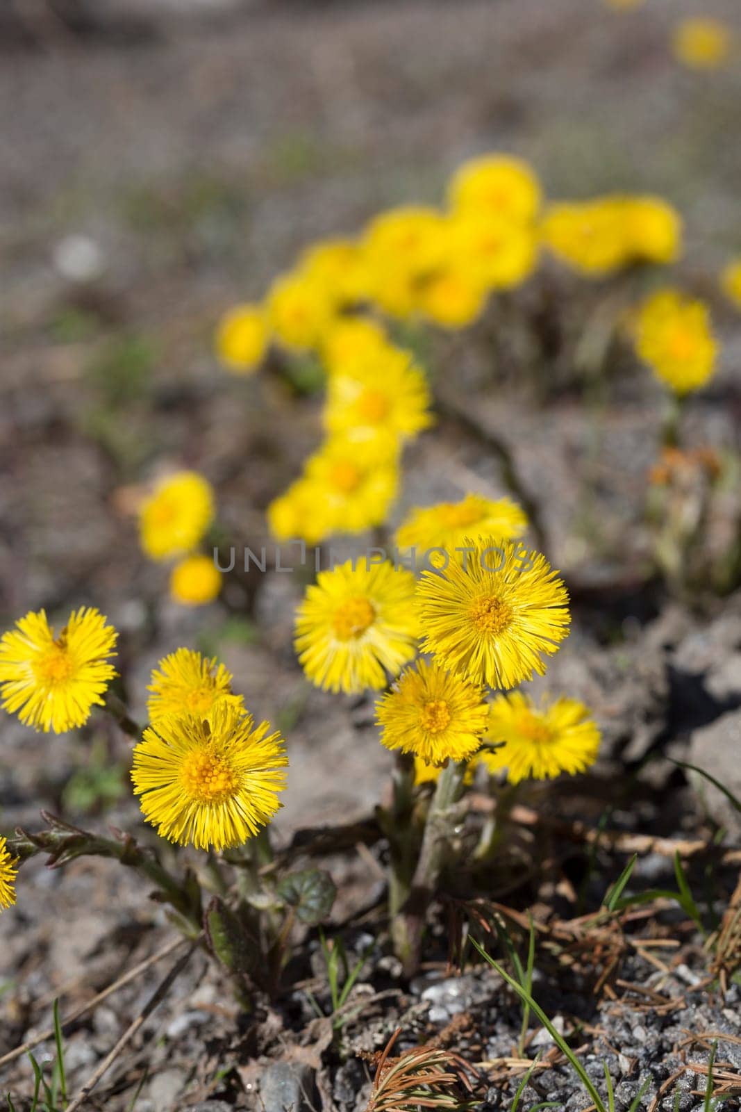 Tussilago farfara Close up .