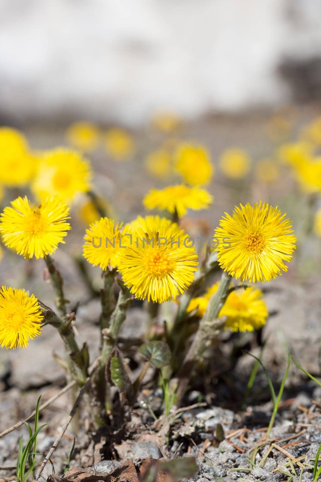 Tussilago farfara Close up .