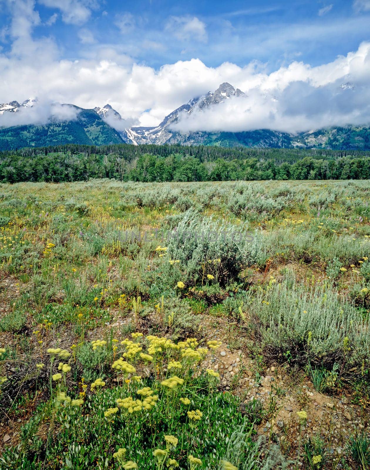 Grand Teton and fields, Wyoming