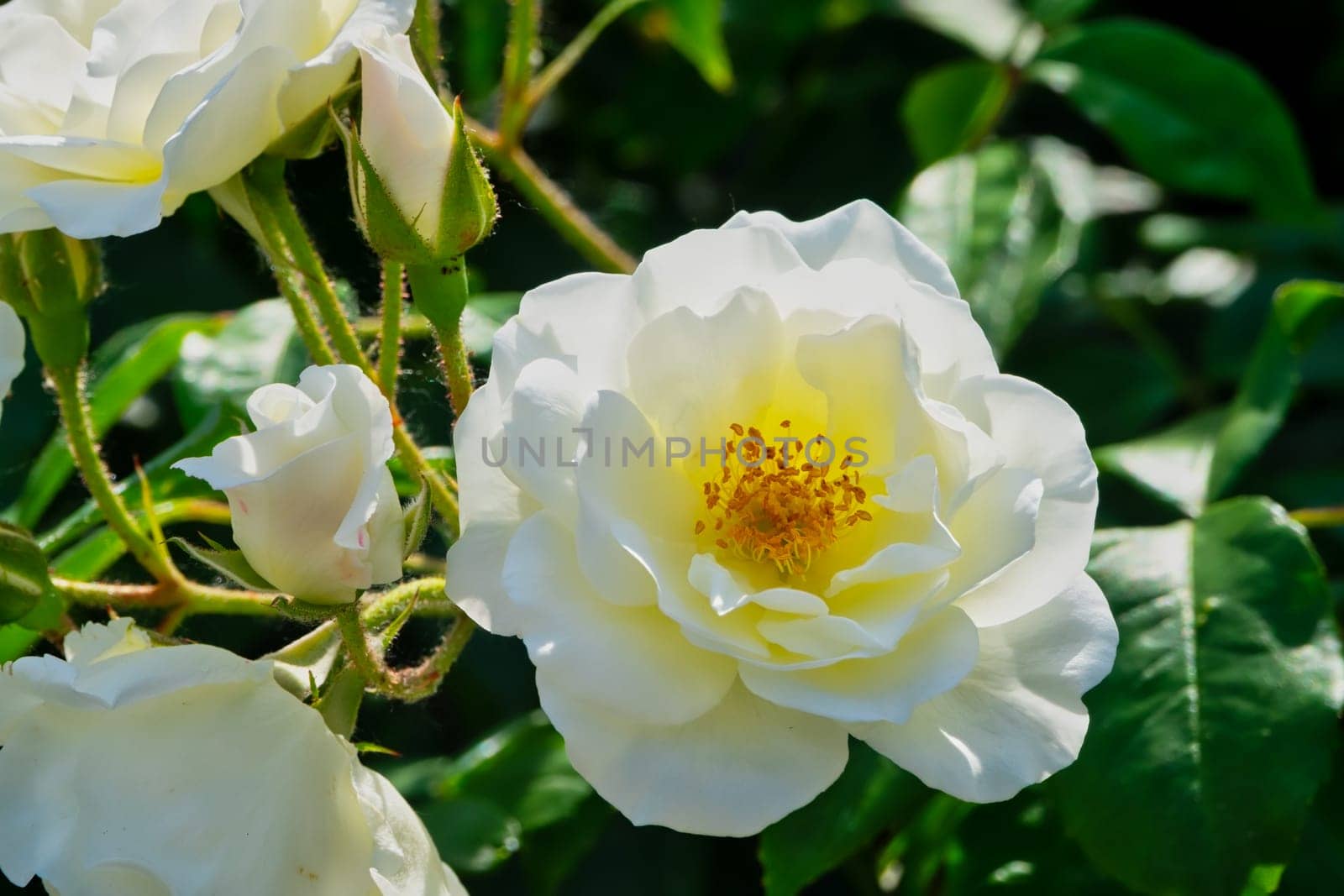 Roses,noble roses on the shrub in spring