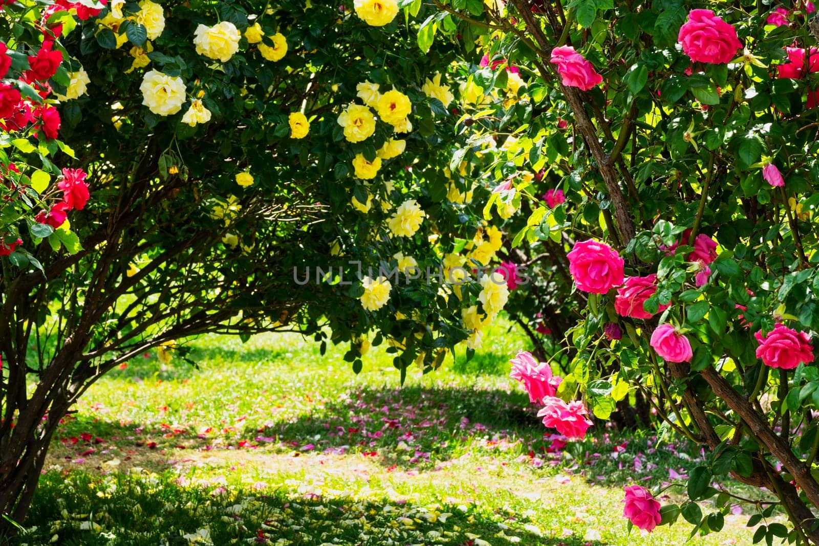 Roses,noble roses on the shrub in spring