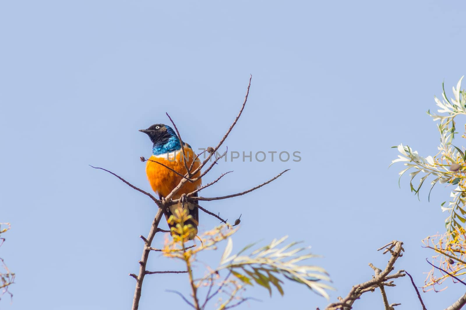 Superb Starling in the savannah grassland of the amboseli in Kenya