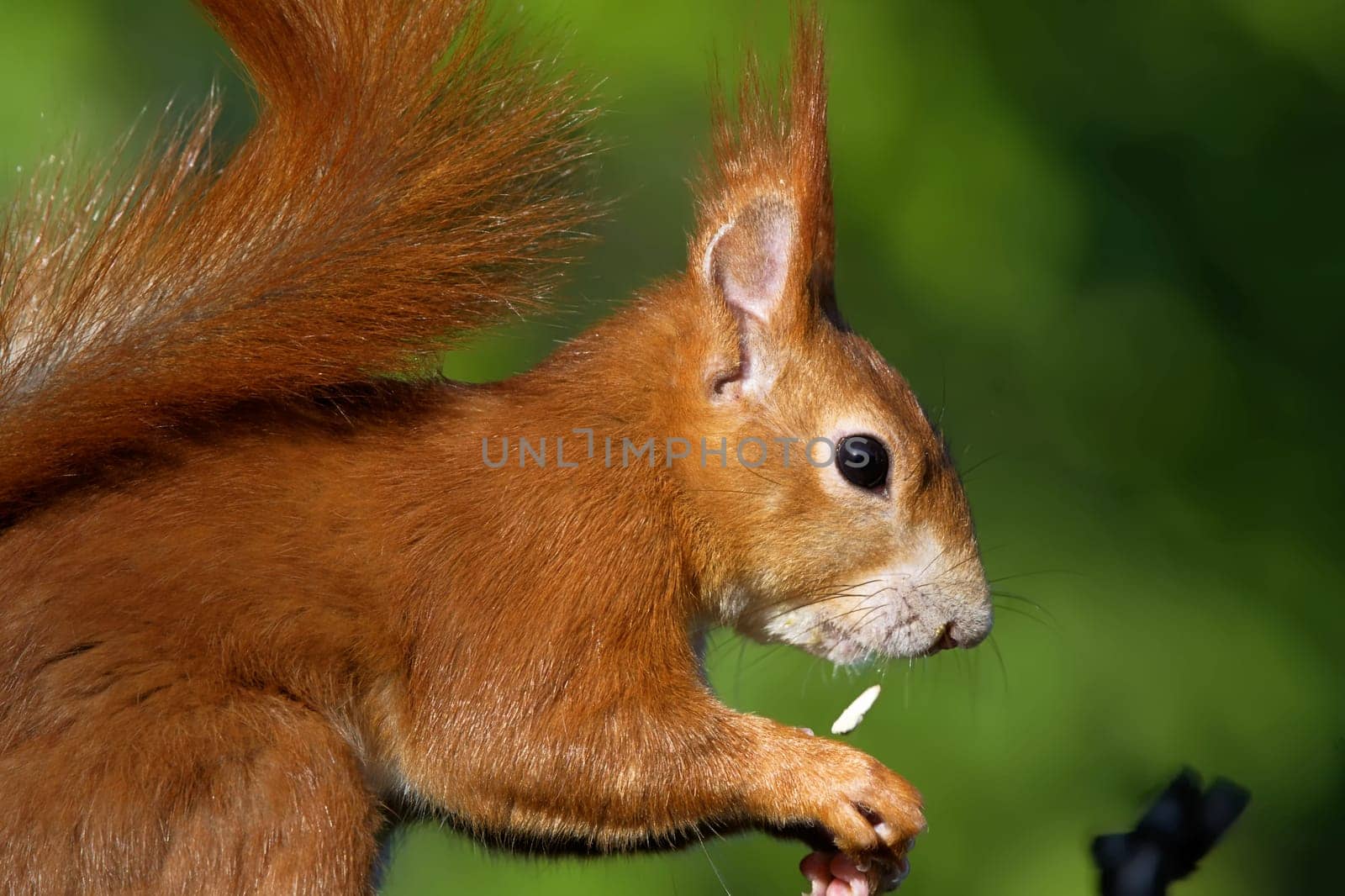 young red squirrel feeding bird seed