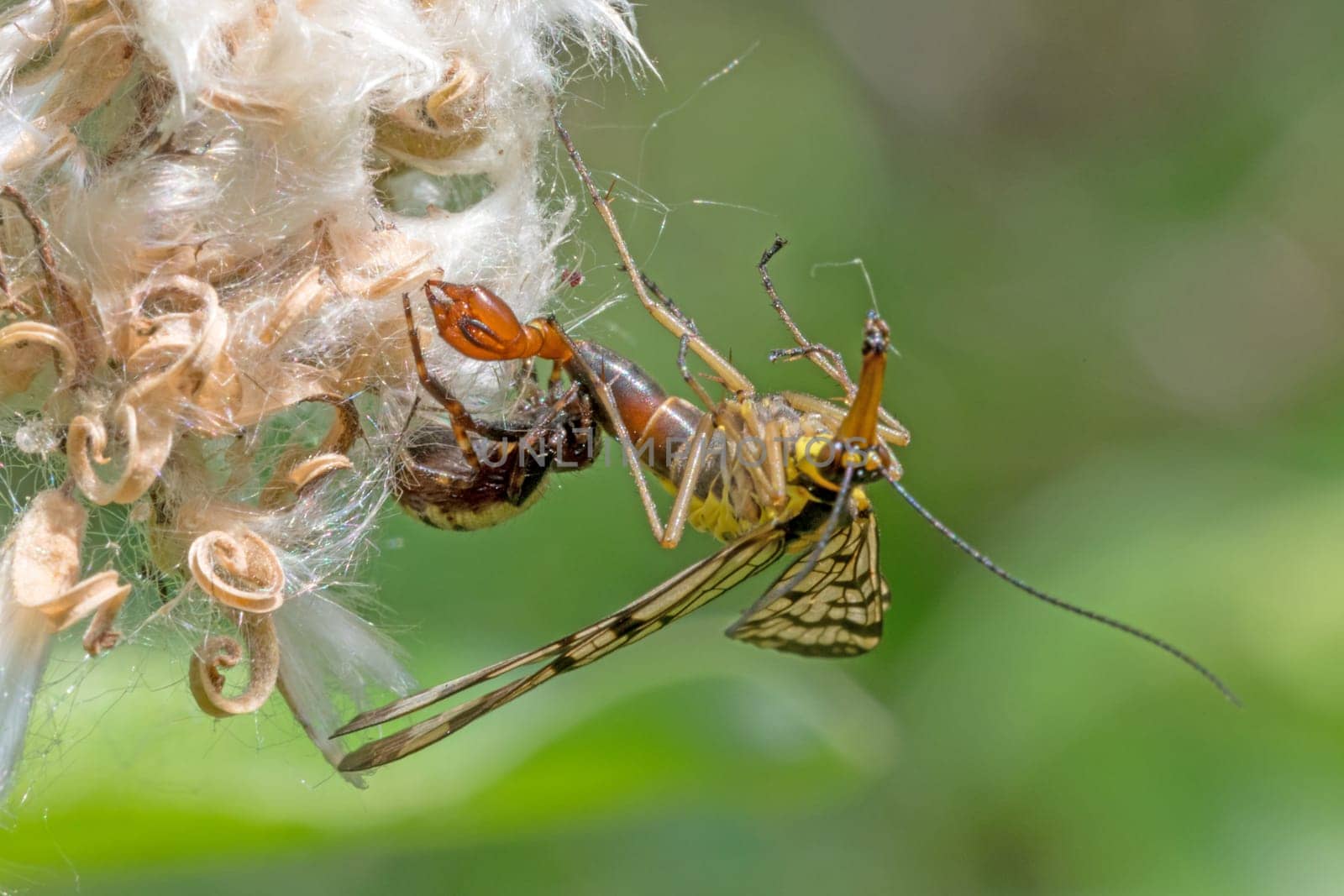 Spider sits on a flower and eats a common scorpion fly.