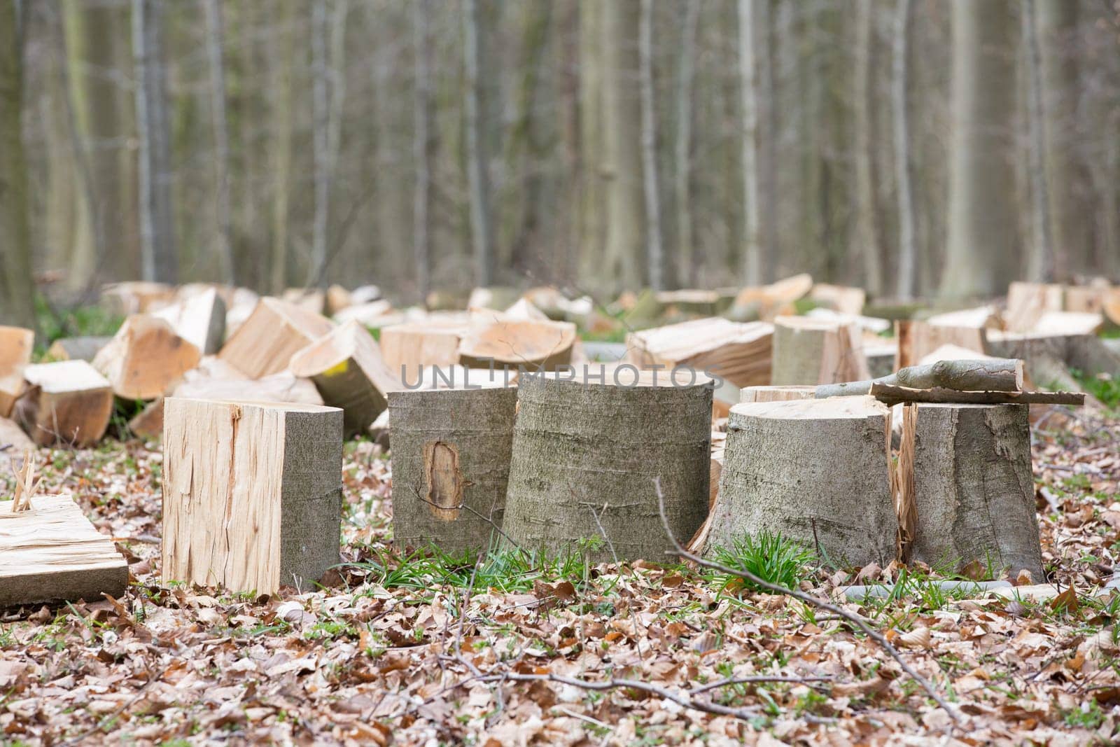 Pile of wood in the forest