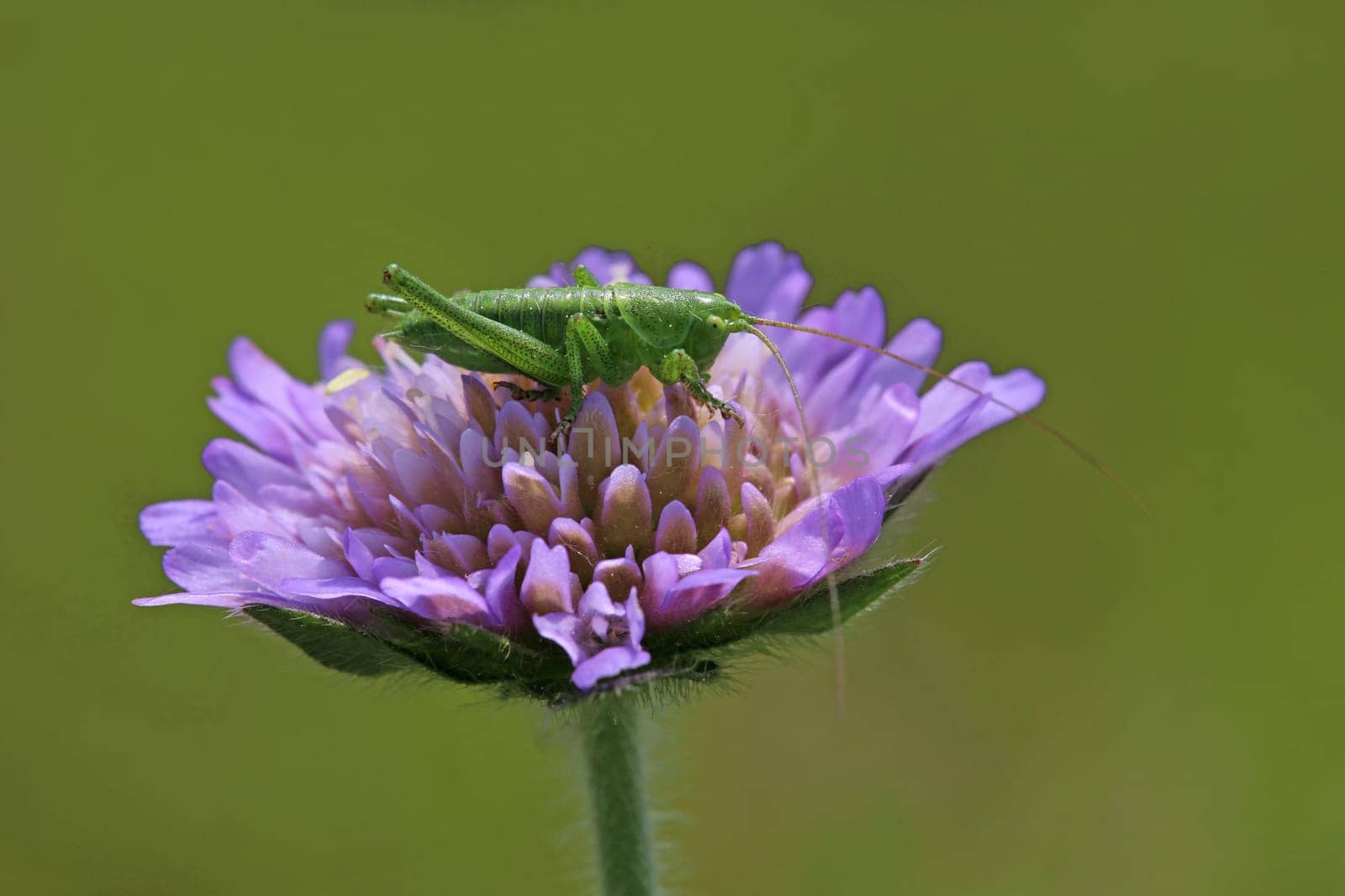 Young hay horse on field widow's flower Knautia arvensis
