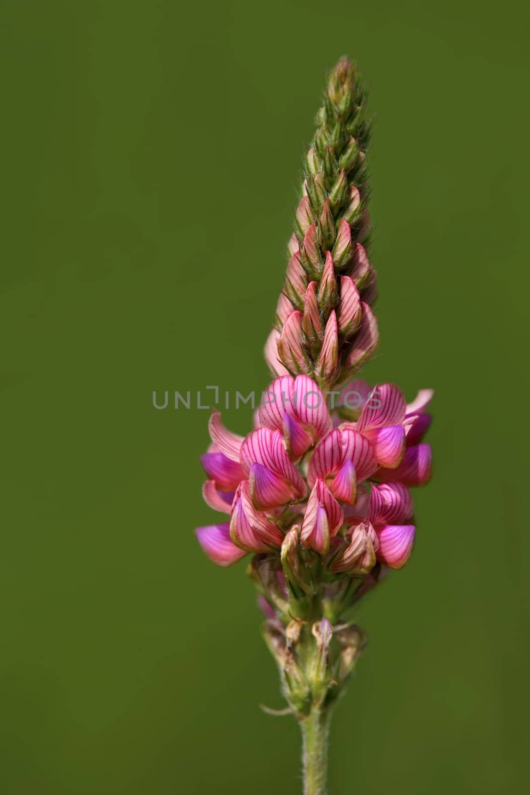 Macro Seed Esparsette Onobrychis viciifolia