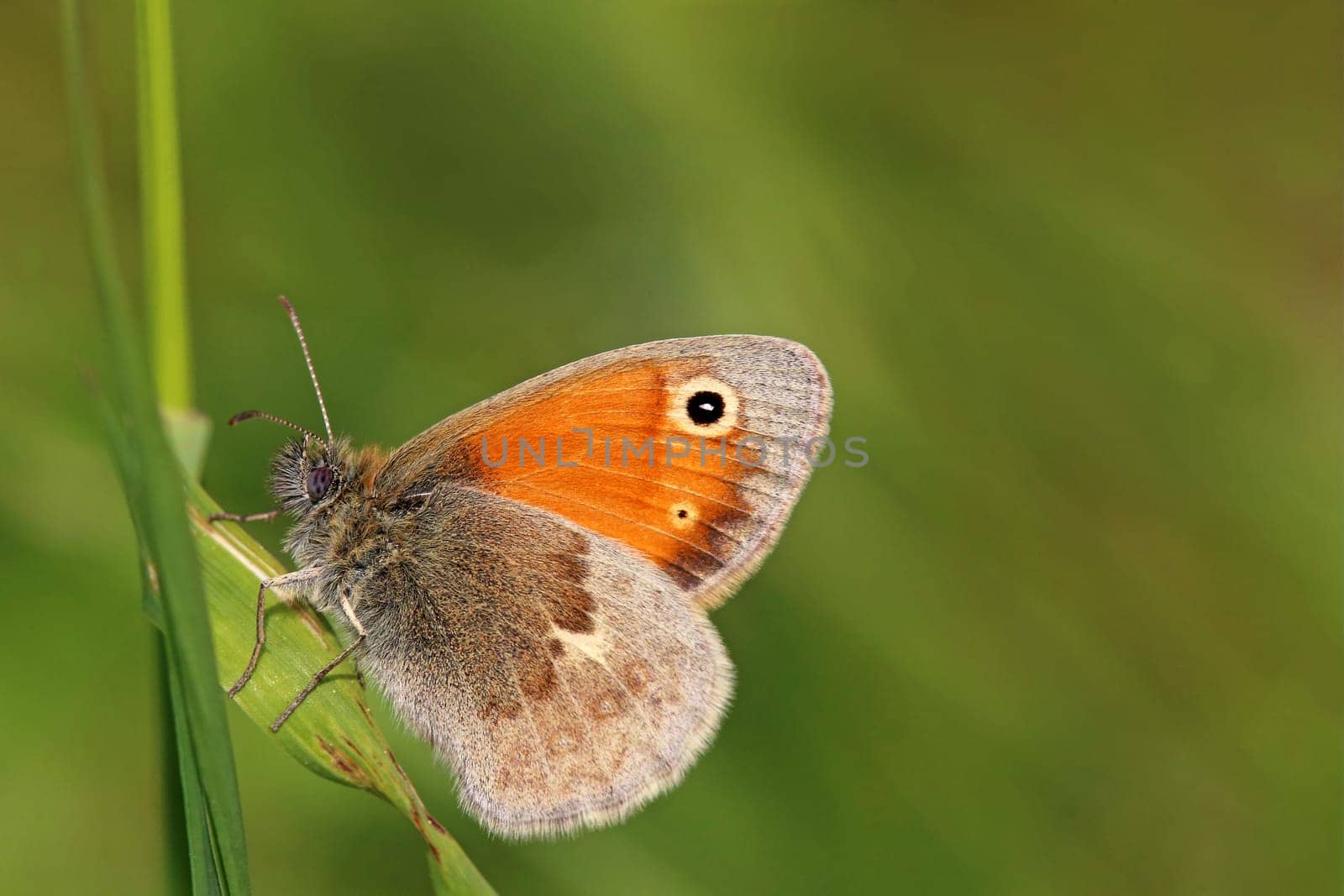 Small meadow bird Coenonympha pamphilus