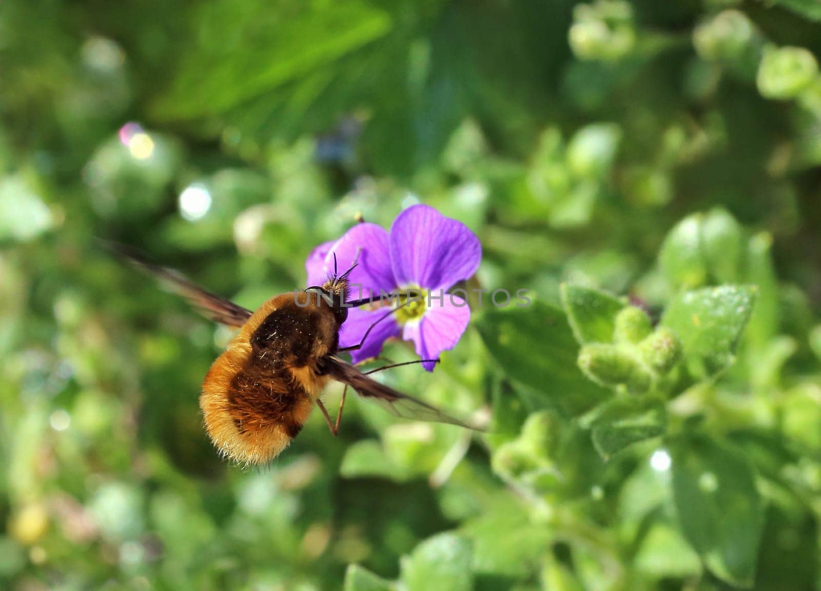 Woolly floater Bombylius major visits blooming blue cushion