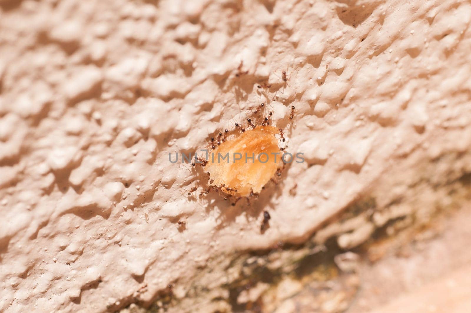 Teamwork effort of ants carrying a piece of pastry crust while scaling up a wall