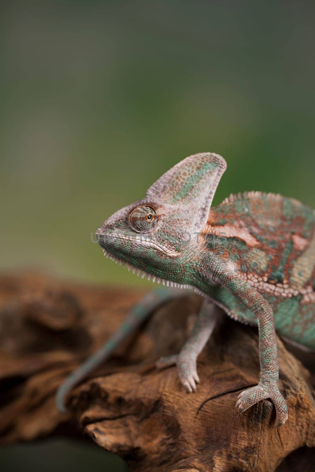 Green chameleon,lizard on green background