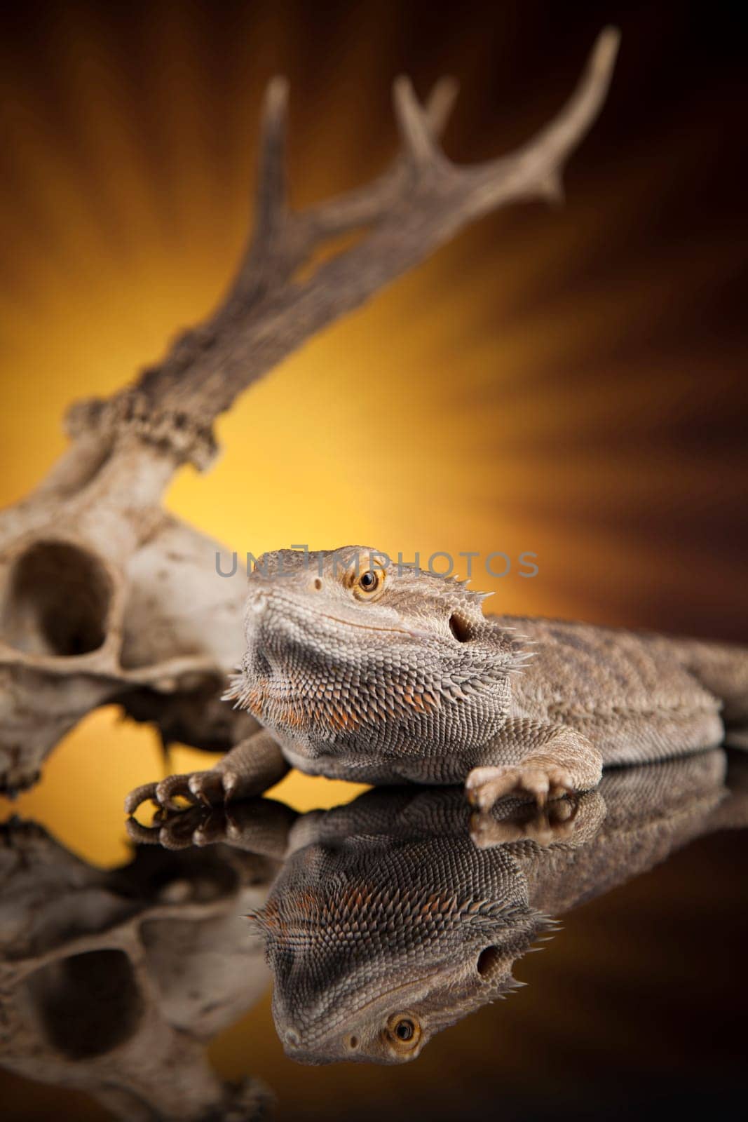 Skull, Lizard, Agama, Antlers, dragon and skull