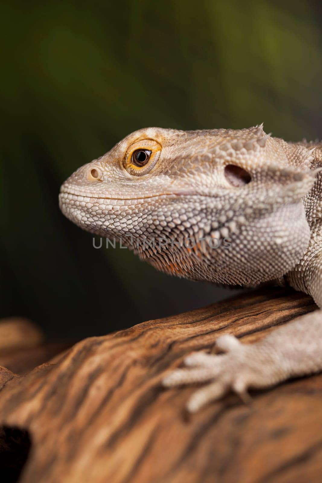 Pet, lizard Bearded Dragon on black background