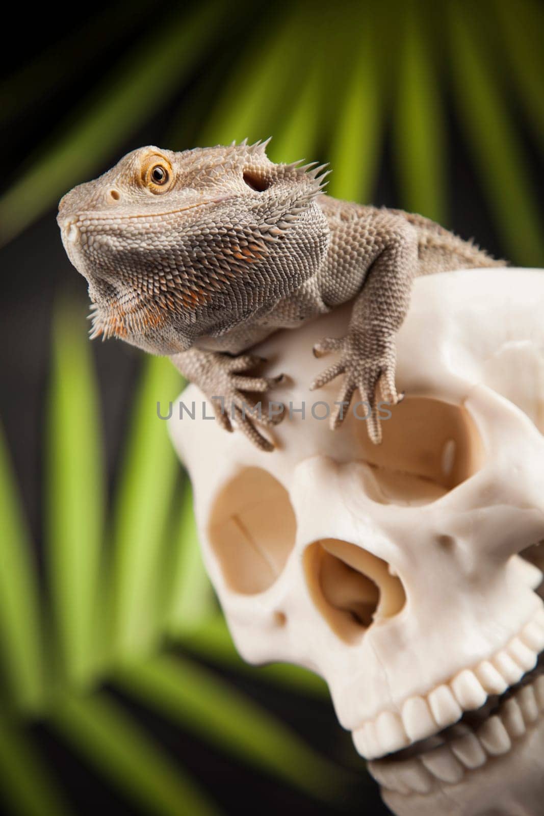 Lizard, Agama, dragon and skull