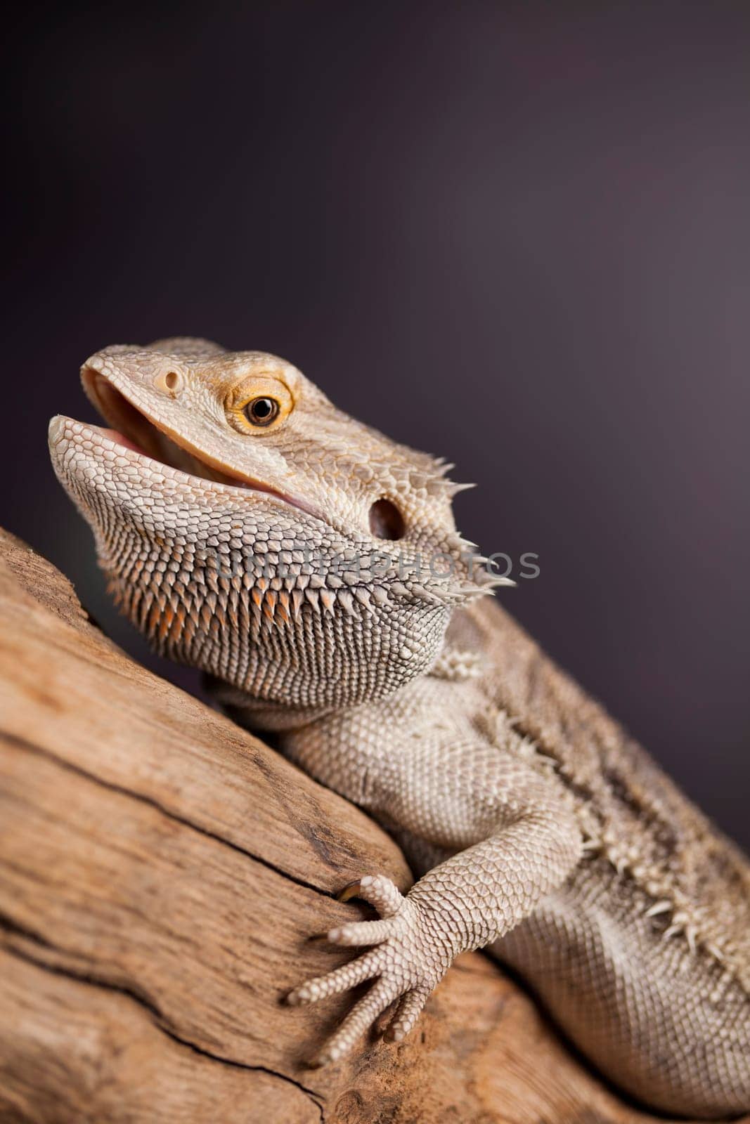 Lizard, Agama, small dragon, mirror background